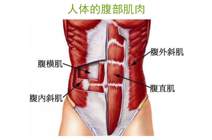 人体的腹部肌肉----腹直肌,腹外斜肌,腹内斜肌,腹横肌
